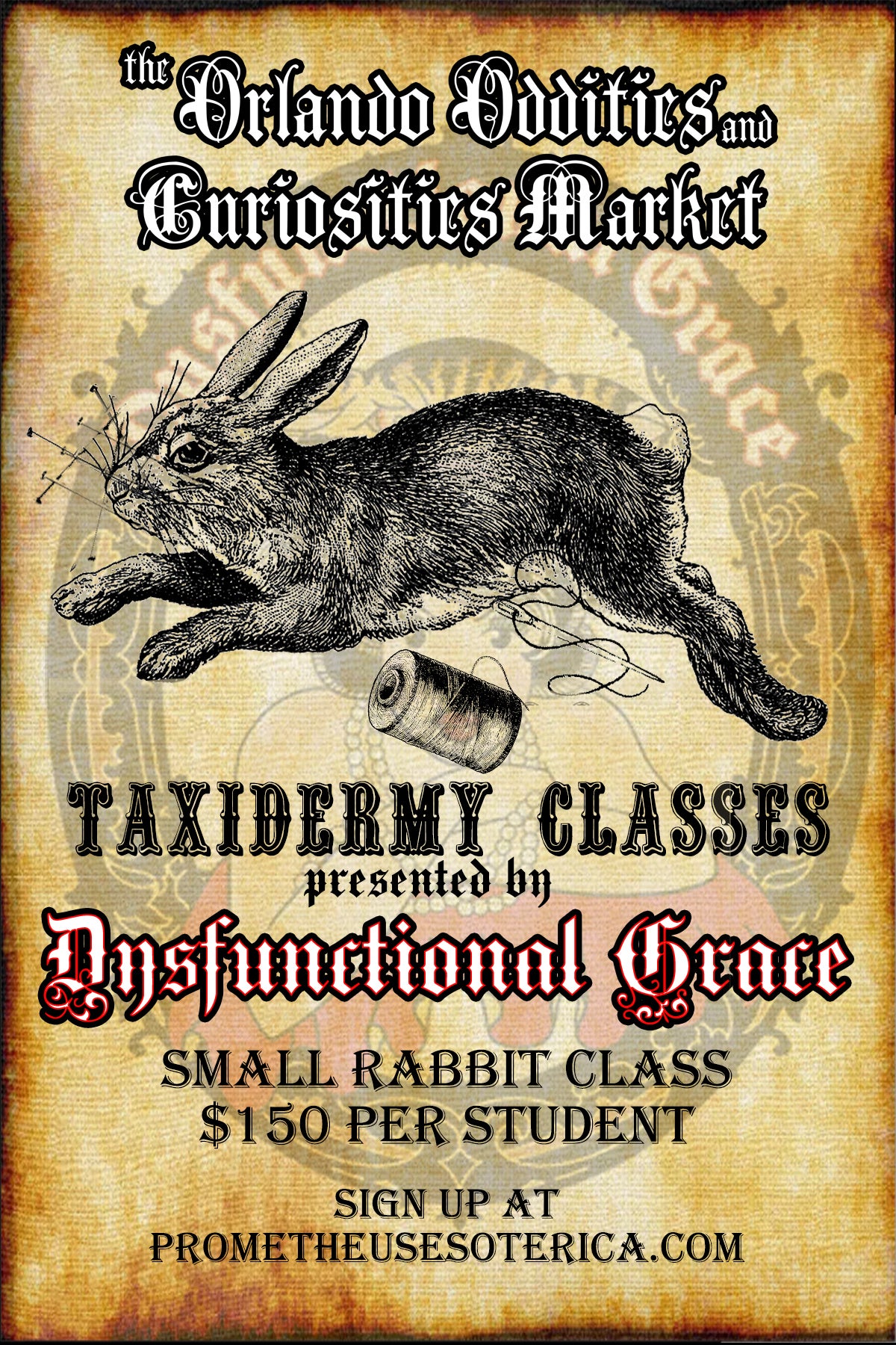 Taxidermy Rabbit Class | Prometheus Esoterica Oddities Apparel Gifts